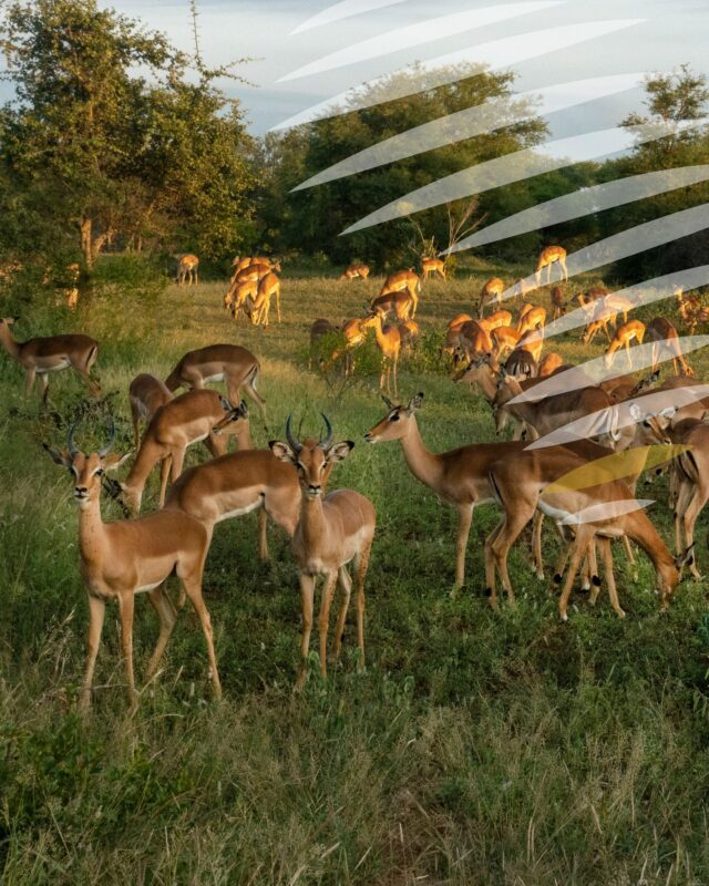 New Year. New Lifestyle. New Estate?
It’s that time of the year - we’re looking inward, and we’re looking forward.
Inward, to change what can be changed now.
Forward, to change what should be changed this year.

For many, it’s a new lifestyle:
💪 … gyming
🥗 … eating healthy
👨‍👩‍👧 … spending time with family
🧘 … working less
🏡 … moving house

For Eye of Africa residents, it’s all of the above — but moving addresses isn’t one of them.

Because when you find an estate that offers all this…
It makes you stop and realise:
You already have the perfect environment — all you need to do is use it.

#EyeOfAfrica #NewYear #2026 #EstateLiving #Family #UrbanTrend #2026Goals #NewYearNewGoals